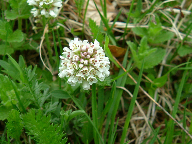 Parco del Gigante:  Microthlaspi perfoliatum (=Thlaspi perfoliatum )